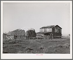 Haystack and barn in El Camino district farm, 1940