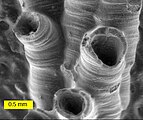 SEM image of a hederelloid from the Devonian of Michigan (largest tube diameter is 0.75 mm). The SEM is used extensively for capturing detailed images of micro and macro fossils.