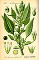 Red-root amaranth (A. retroflexus)—from Thomé, Flora von Deutschland, Österreich und der Schweiz 1885