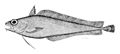 Image 47Cod-like fishes, like this morid cod have a barbel (fleshy filament) on their lower jaw which they use to detect prey buried in the sand or mud. (from Coastal fish)
