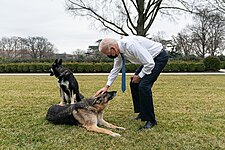 President Biden playing with Champ and Major in the White House Rose Garden in January 2021