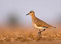 Image 33The critically endangered sociable lapwing (from Wildlife of Jordan)