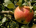Apfel "James Grieve"