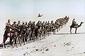 Australian camel company, January 1918.