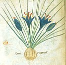 Illustration of crocus from illuminated manuscript dated between 1300 and 1330
