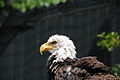 One of three bald eagles on display at Eagle Ridge.