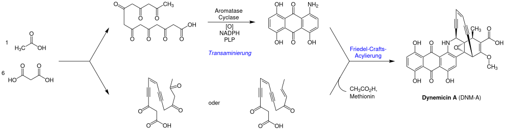 Biosynthese von Dynemicin A