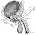 Sagittal (vertical) section of bladder, penis, and urethra.
