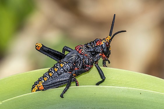 Koppie foam grasshopper nymph in Walter Sisulu National Botanical Garden, South Africa, created and nominated by Charlesjsharp.