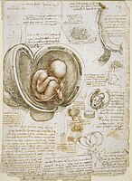 Leonardo da Vinci, Studies of the Fetus in the Womb, 1511
