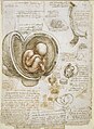 Studies of Embryos by Leonardo da Vinci