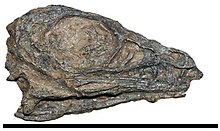 Photograph of the skull of a juvenile Limusaurus