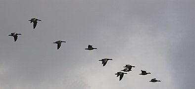 Flock on autumn migration