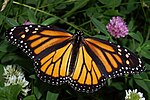 The monarch butterfly, Minnesota's state butterfly