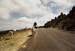Cattle and horses on the road at 1 kilometre (0.62 mi) from the finish