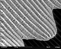 SEM micrograph of a butterfly wing scale (× 5000)
