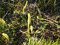 Northern bog club moss in Neu Ohe