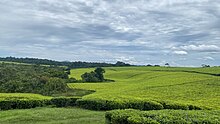 Tea plantations of Kyamuhunga in Bushenyi district in Uganda