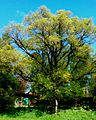 Bute Park tree in spring
