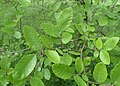 U. crassifolia foliage, Botanischer Garten, Berlin-Dahlem