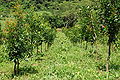 Calophyllum brasiliense plantation