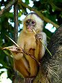 White-fronted Capuchin (nom)
