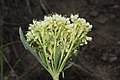 E. umbellatum var. majus (flowers, Wenatchee Mountains)