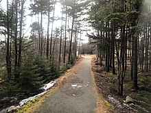 A paved trail, around 1.5 metres wide, surrounded by a forest of smaller coniferous and deciduous trees.