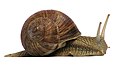 A Roman snail and its helical shell