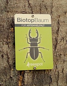 Buche – Fagus sylvatica – als Habitatbaum oder Biotopbaum