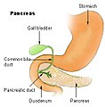 Region of pancreas