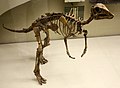 Arstanosaurus sp.