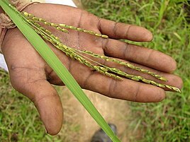 Medicinal rice of Chhattisgarh used as an immune booster
