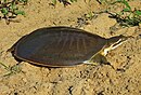 Midland Smooth Softshell Turtle (A. m. mutica)