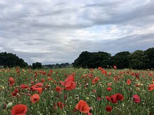 Poppy fields near Wheatmoor Farm, within the ward of Roughley, Sutton Coldfield