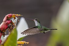 Female in flight