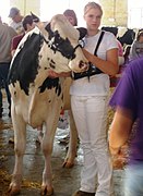 Showing a Holstein cow