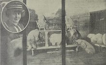In circular inset portrait of a woman in the upper left corner, imposed over a group of polar bears perched on grandstand-like stairs