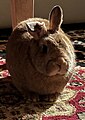 A brown domesticated Netherland dwarf crossbreed "loafing" (legs and paw tucked under the body)