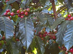 Coffee Plant (Coffea)