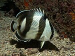 The banded butterflyfish, Chaetodon striatus, has strong disruptive bands through the body and concealing the eye.