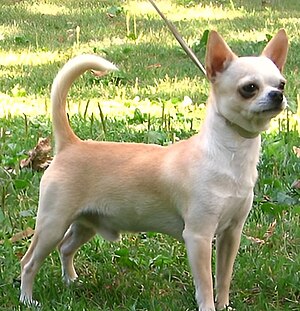 Chihuahua (Hunderasse)