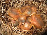 Nestlinge im Alter von zwei Tagen