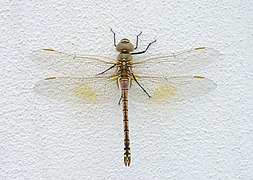 Dragonfly Porto Covo August 2021-4