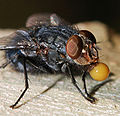 Bubbling fly (Calliphora vicina)