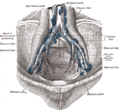 Image showing the external iliac lymph nodes and their positions around the external iliac artery and vein
