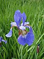 'Iris sibirica close-up