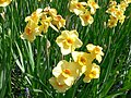 Jonquilla daffodil - narcissus var stratosphere