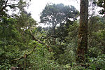 Tropical rainforest scenery