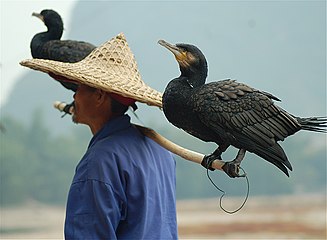 Chinese fisherman with his cormorants